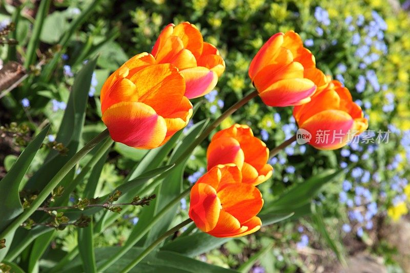 春天的花坛上有红色和橙色的郁金香
