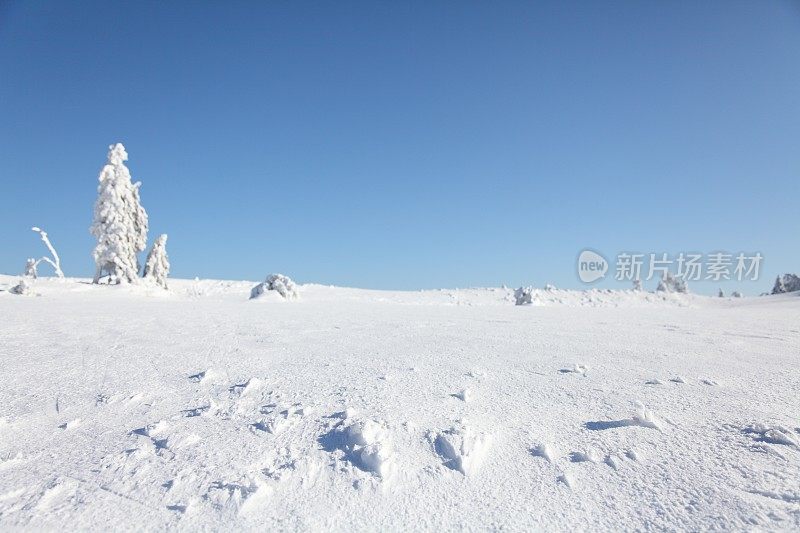 冬天的风景与雪在黑森林