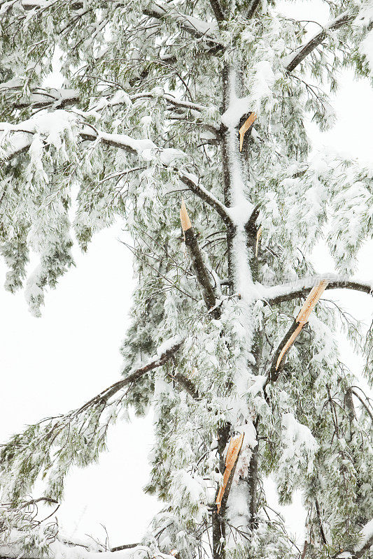 在冬季暴风雪中受损的松树和折断的树枝