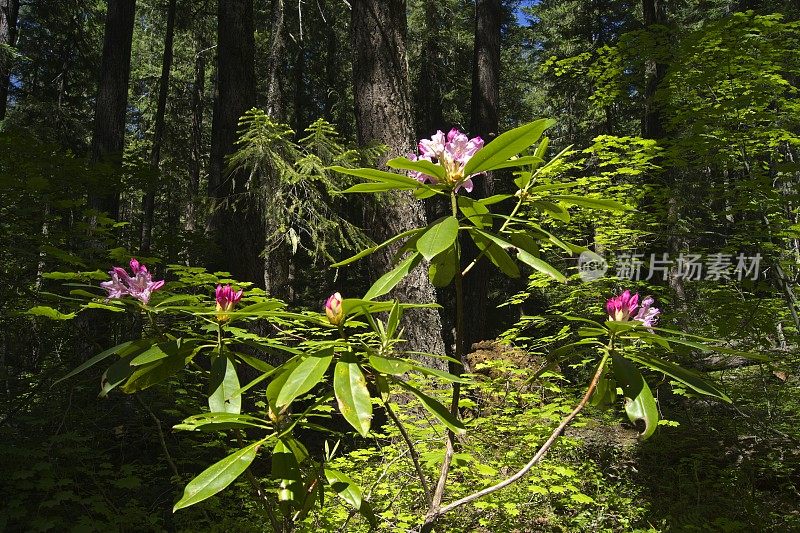 俄勒冈州野生杜鹃花