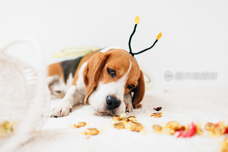 穿着蜜蜂服装的比格犬