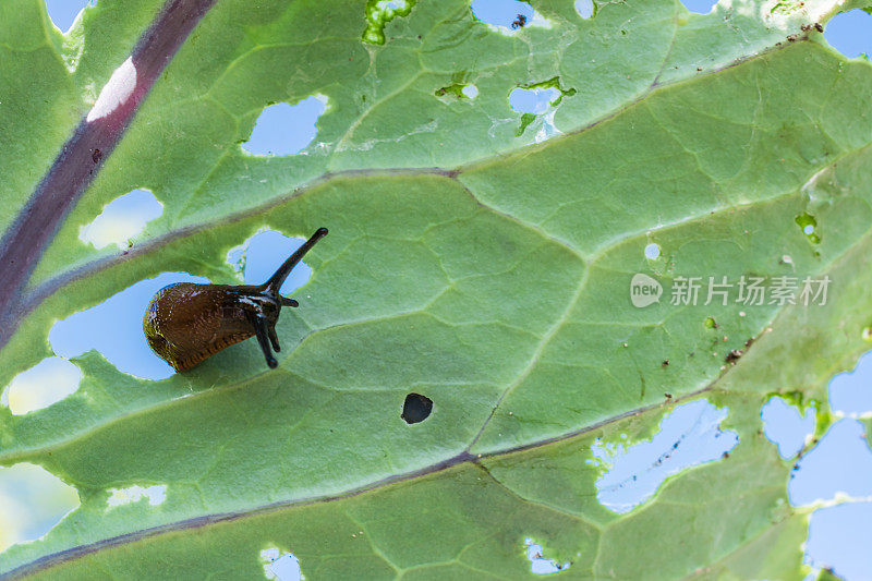 通过吃卷心菜