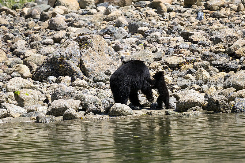 顽皮的小黑熊和它的母亲沿着河