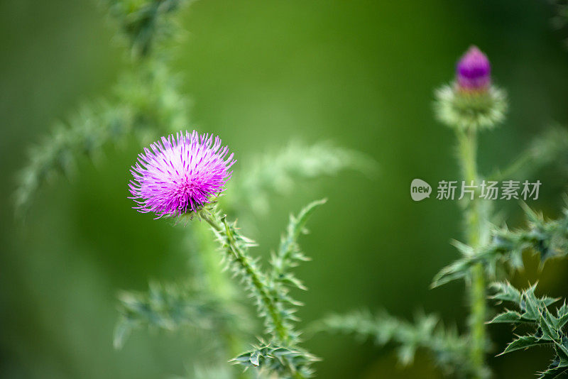 苍耳属植物