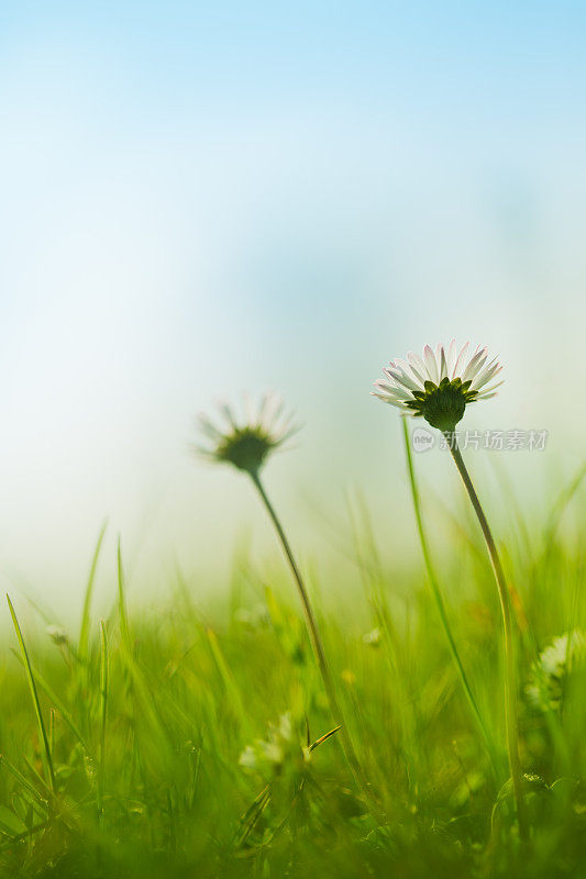 阳光明媚的一天，两朵雏菊