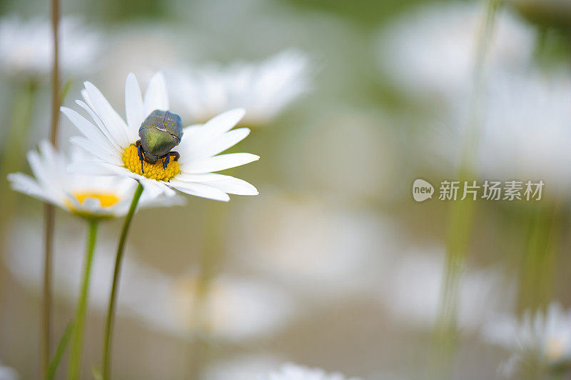 牛眼雏菊上的花甲虫