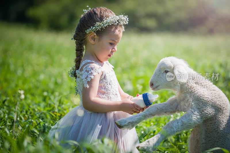 可爱的小女孩和小羊在户外