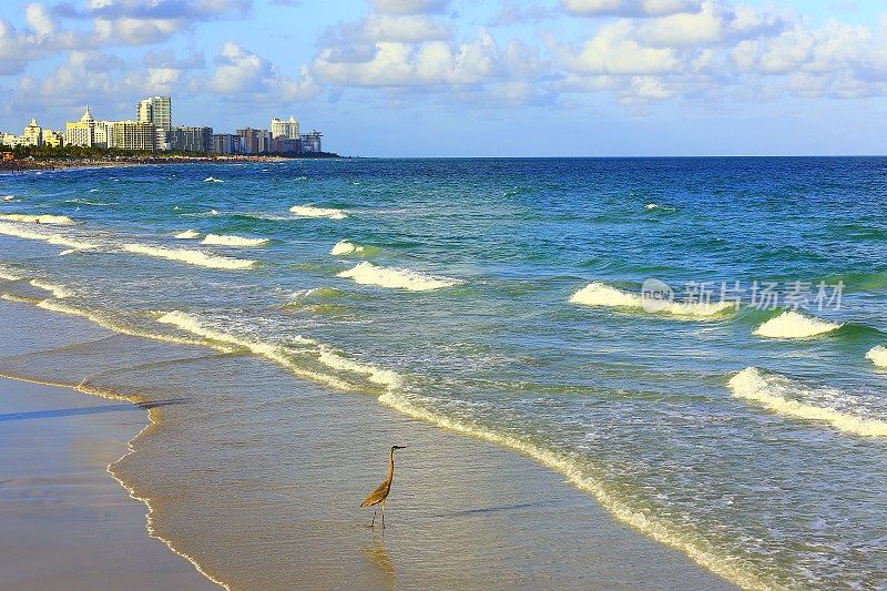 迈阿密南海滩天际线，海浪和苍鹭-佛罗里达，美国
