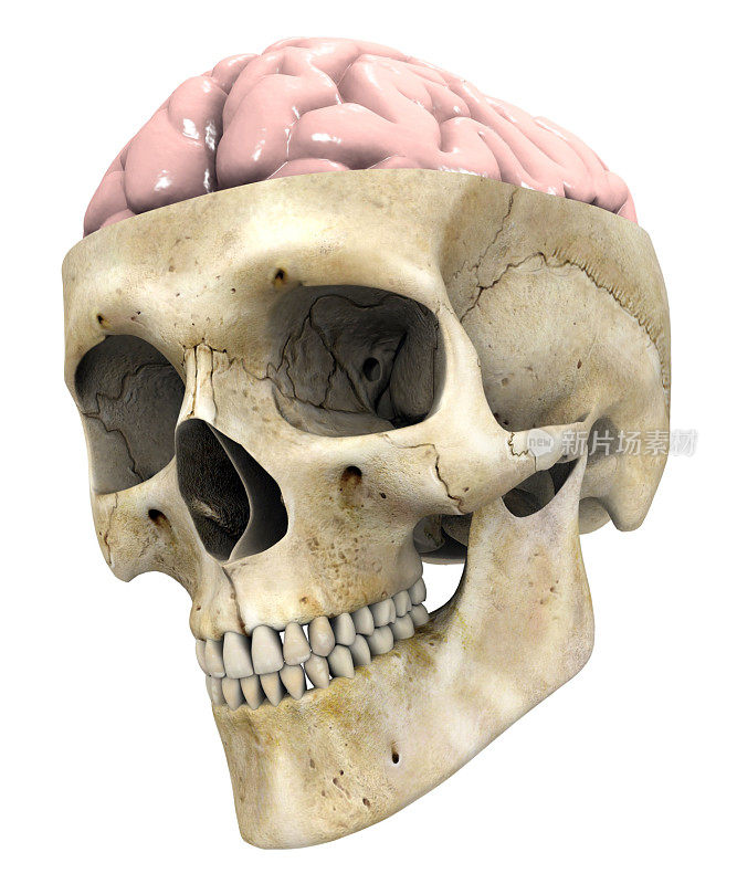 露出大脑的人类头骨