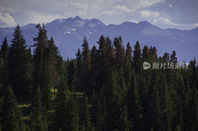 美国科罗拉多州黑松和山区的松树甲虫