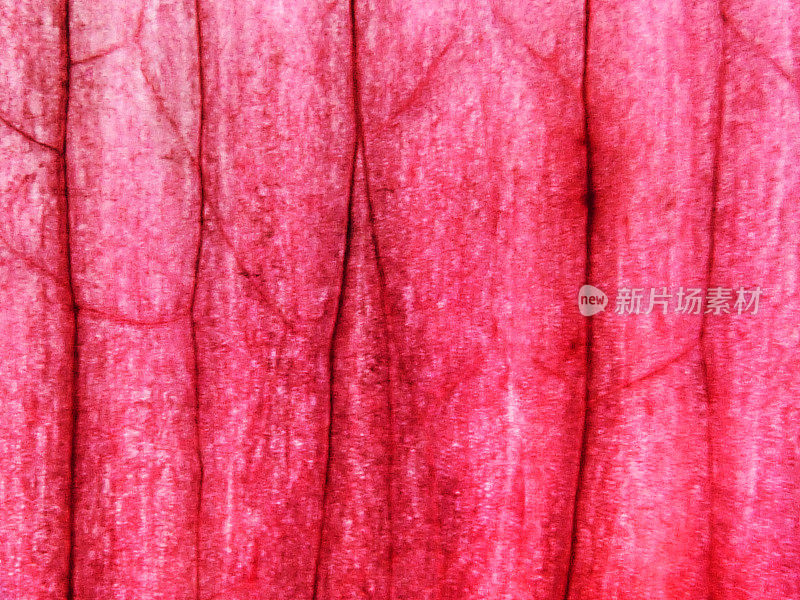 红洋葱皮肤细胞抽象纹理自然背景