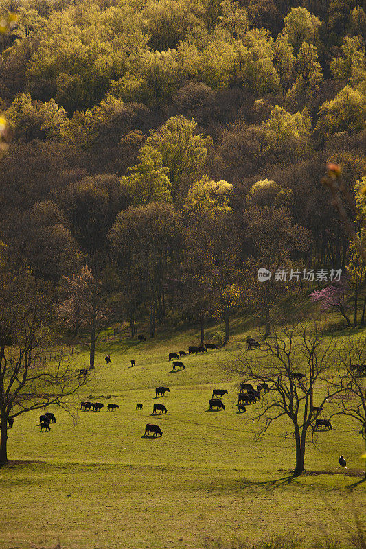 一群牛在春天的草地上吃草
