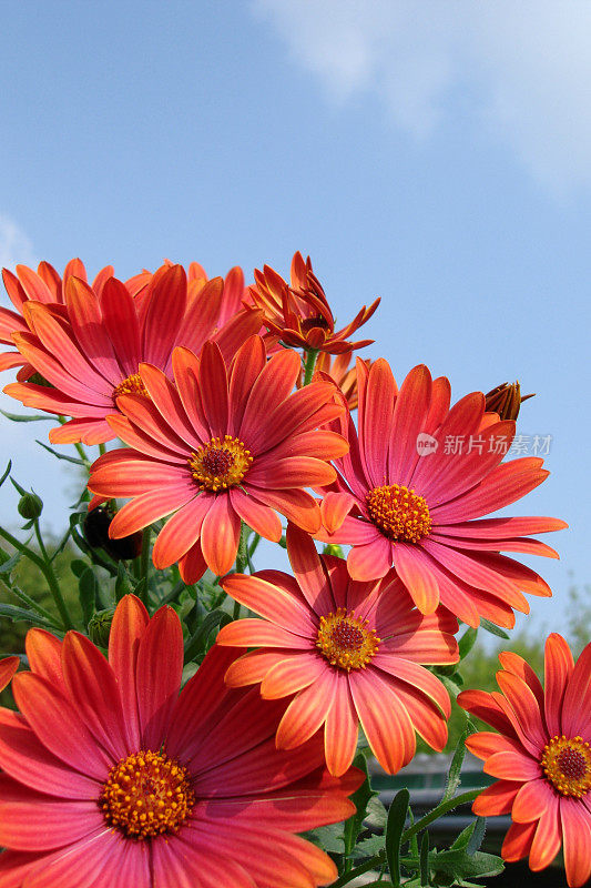 生锈的红色Osteospermum