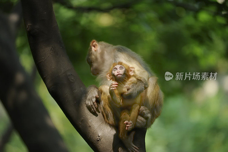 两只猴子坐在树上