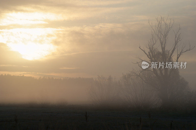 背光树在晨雾在草地在日出