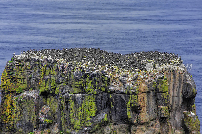 爱尔兰拉斯林岛上的海鸠