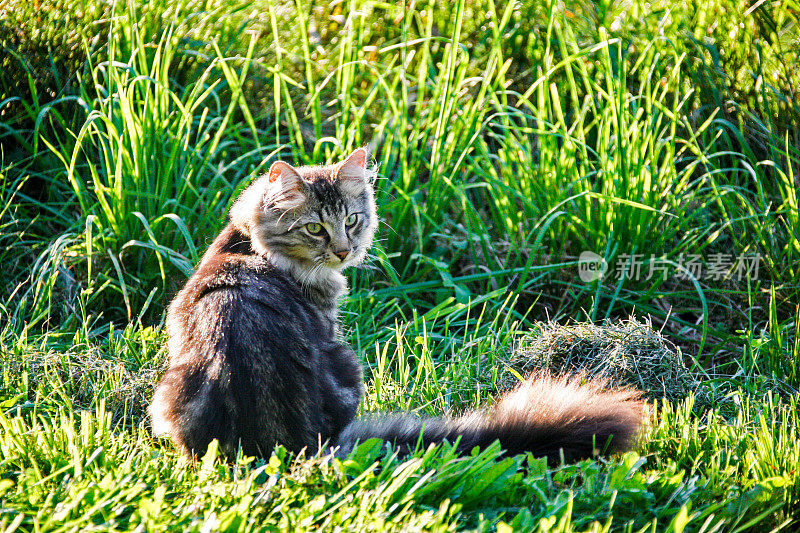 年轻的挪威forestcat