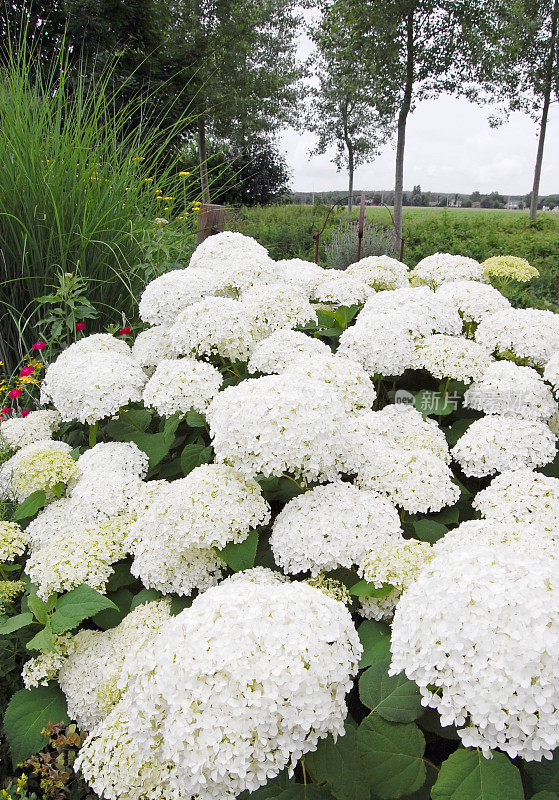 绣球花arborescens安娜贝拉