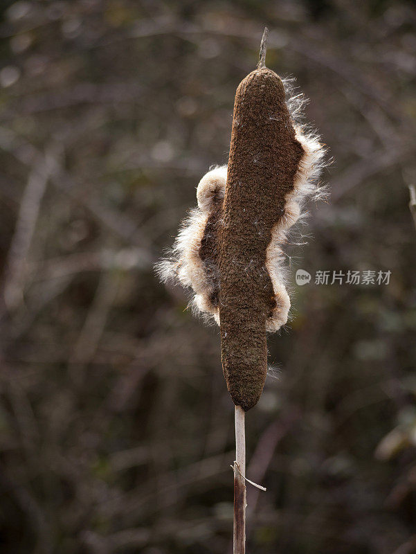 蒲草在冬天的阳光