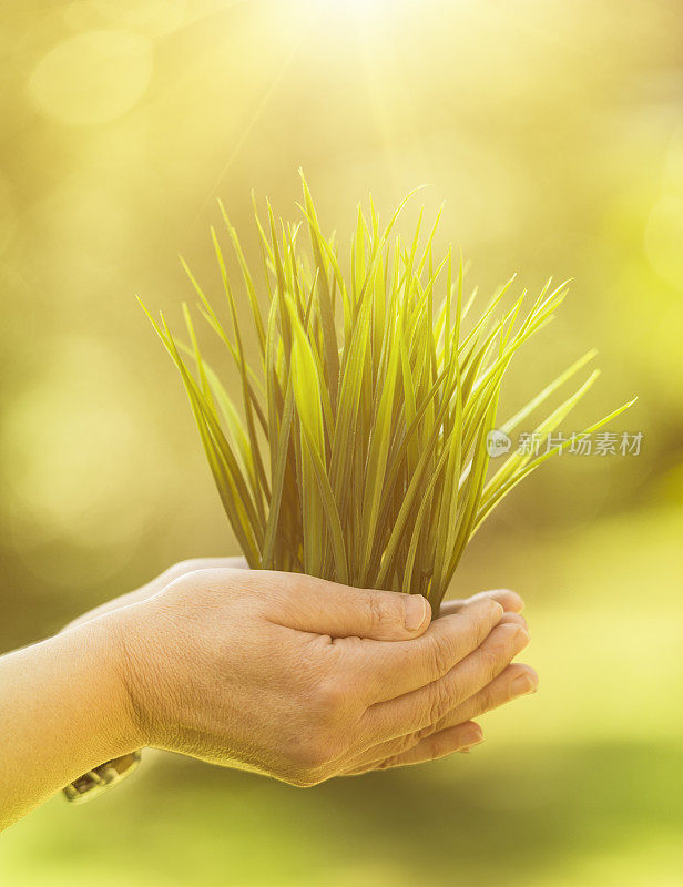 照顾植物生长