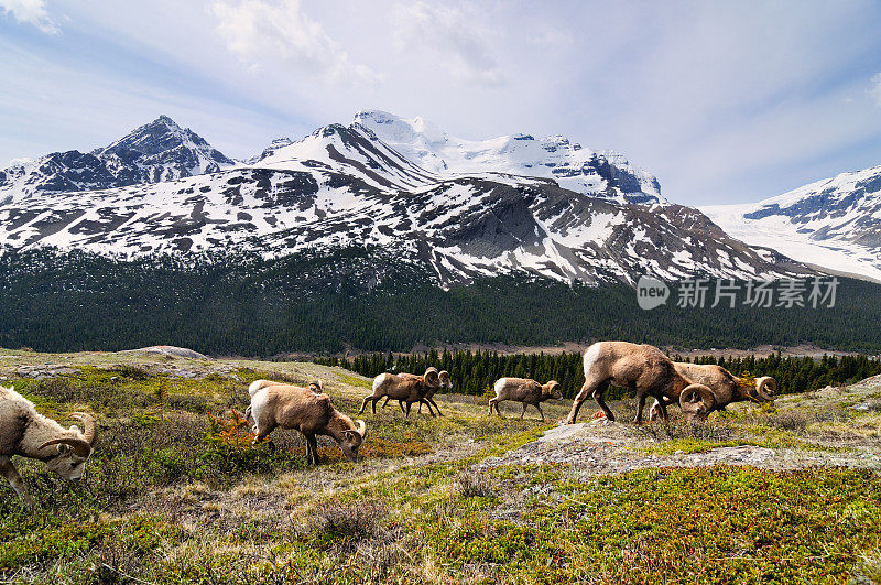 加拿大班夫的落基山脉，一群大角羊