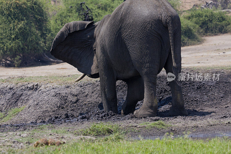 泥里的大象