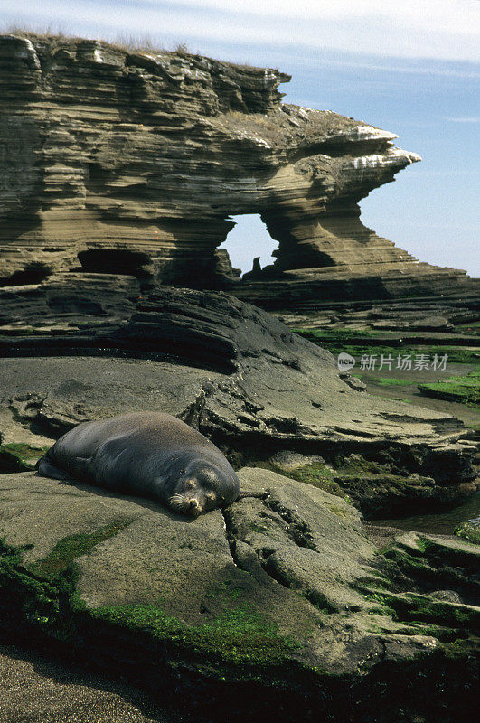 在圣地亚哥岛上晒太阳的海狮，Galápagos