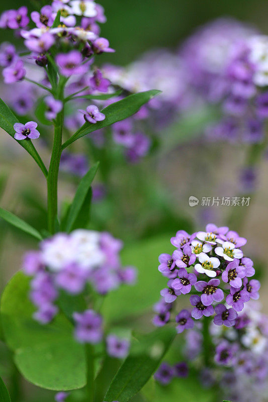 一簇簇紫色的香椿花