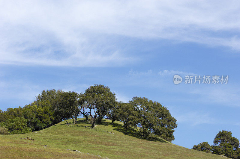 春天的加州橡树在山坡上