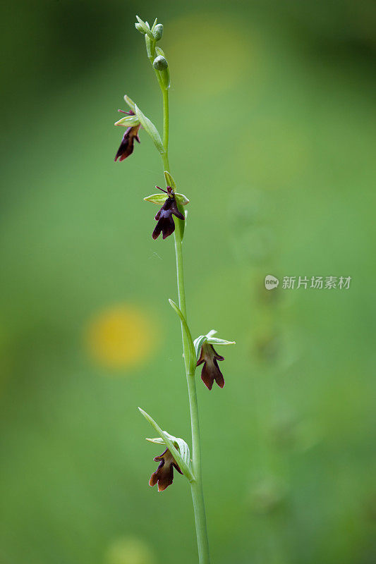 阿尔卑斯山的蜂兰花-奥地利蜂属昆虫