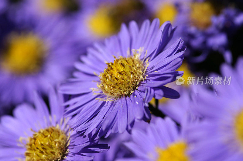 紫米迦勒节雏菊