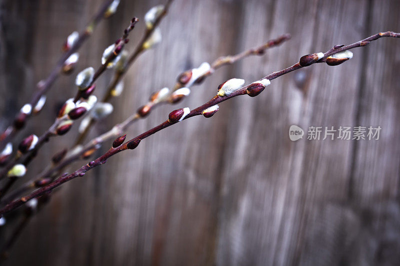 柳柔荑花序