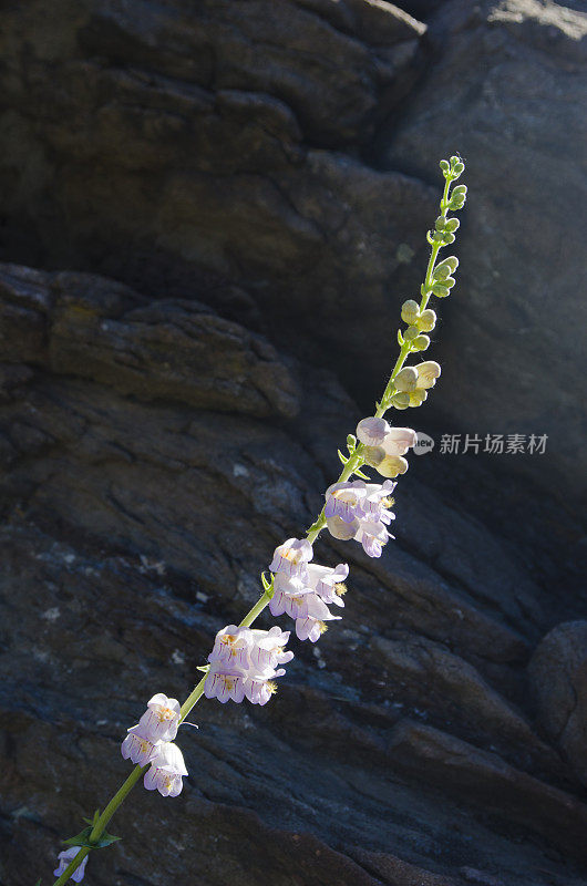 帕尔默的胡子舌或粉红色的Penstemon