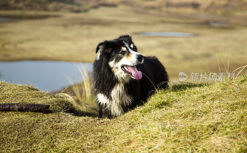 博德牧羊犬和木棍