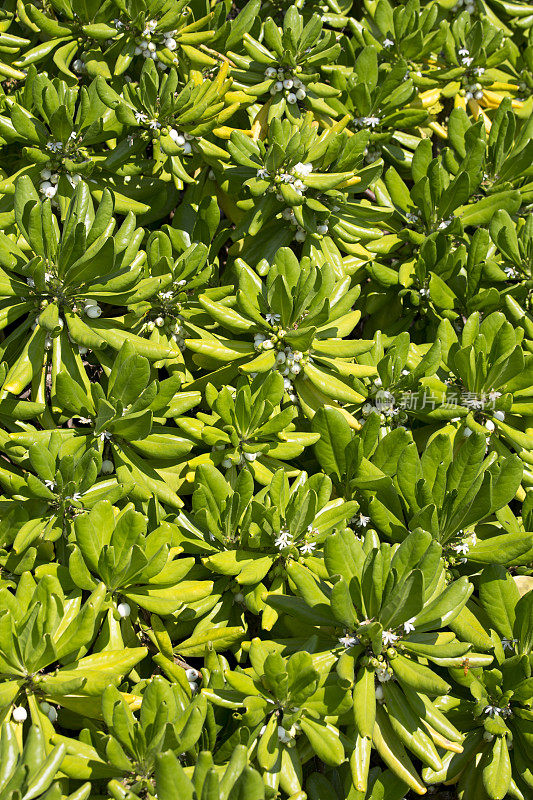 夏威夷大岛海滩诺帕卡Scaevola