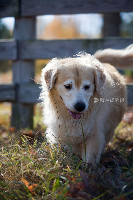 快乐猎犬