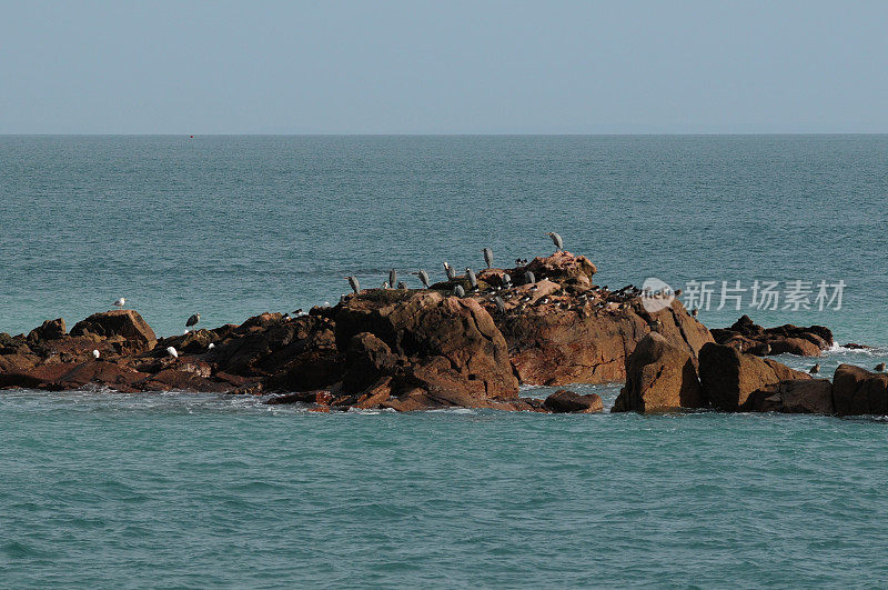 海鸟,英国