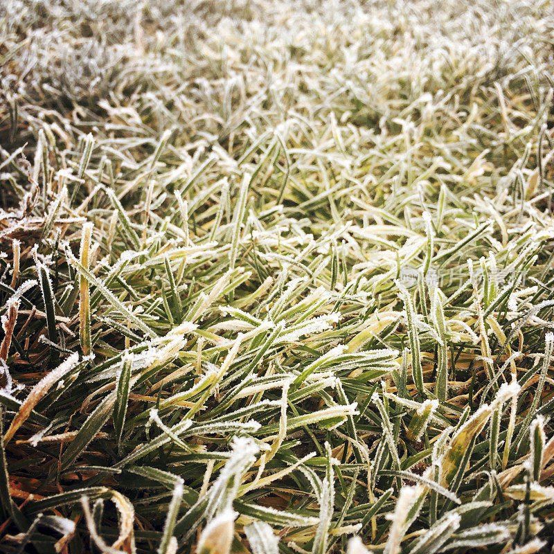 冬季气候寒冷时草地上结霜