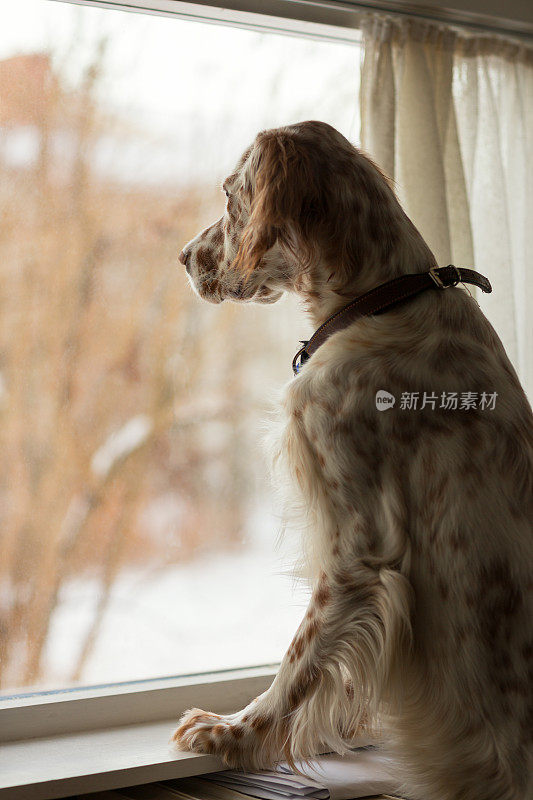 挪威，一只英国塞特犬看着窗外