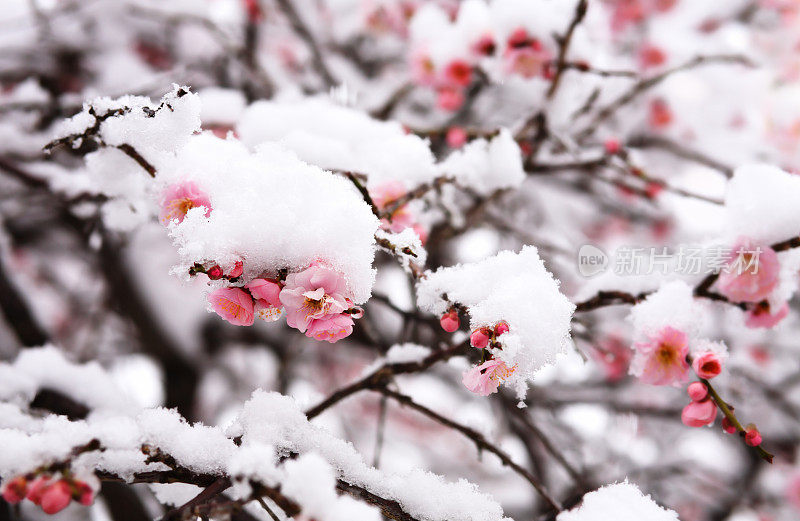 雪下的日本梅花