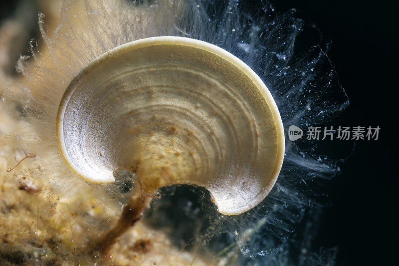 美丽的海洋生物