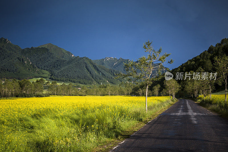 这条乡间小路穿过油菜田