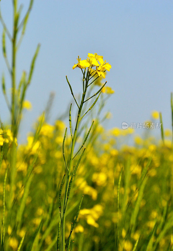 芥菜植物特写