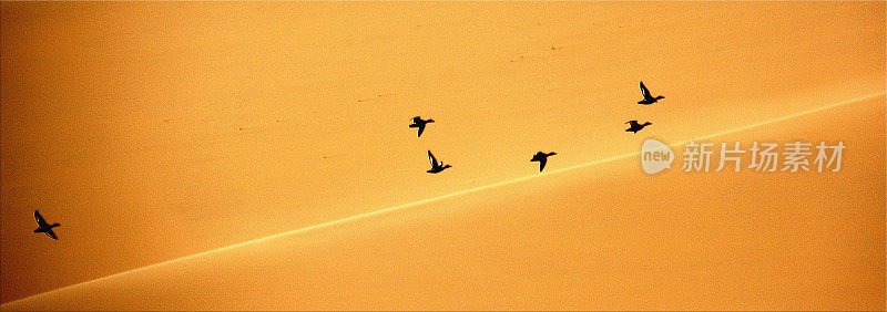巴丹吉林沙漠上空的野鸭