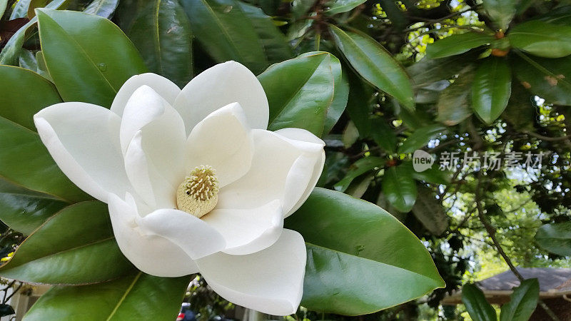 白色的南方木兰花在树上开花乔治亚州亚特兰大