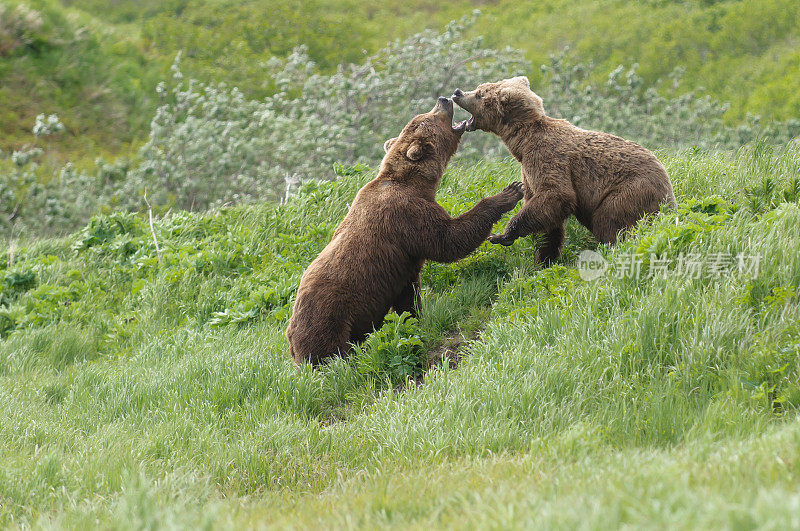 棕熊在莎草中打斗