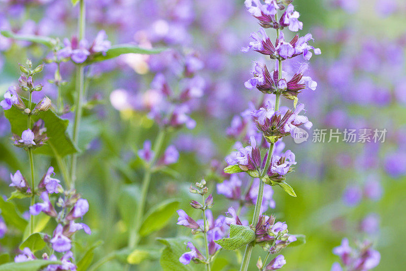 花园里盛开的鼠尾草