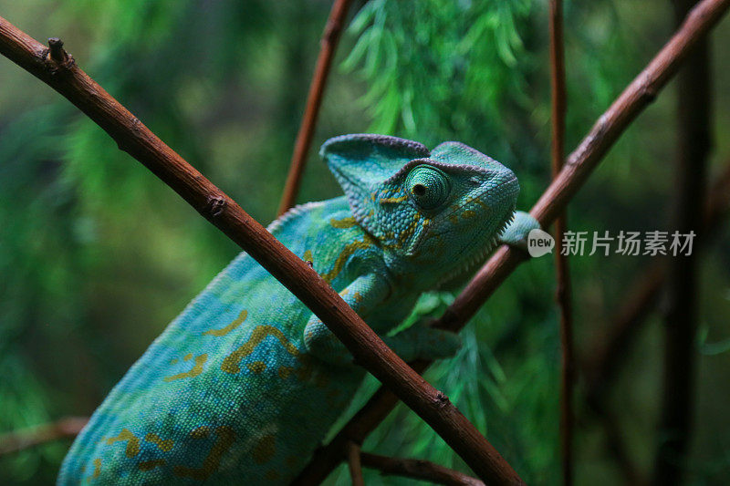 坐在植物茎上的绿色变色龙