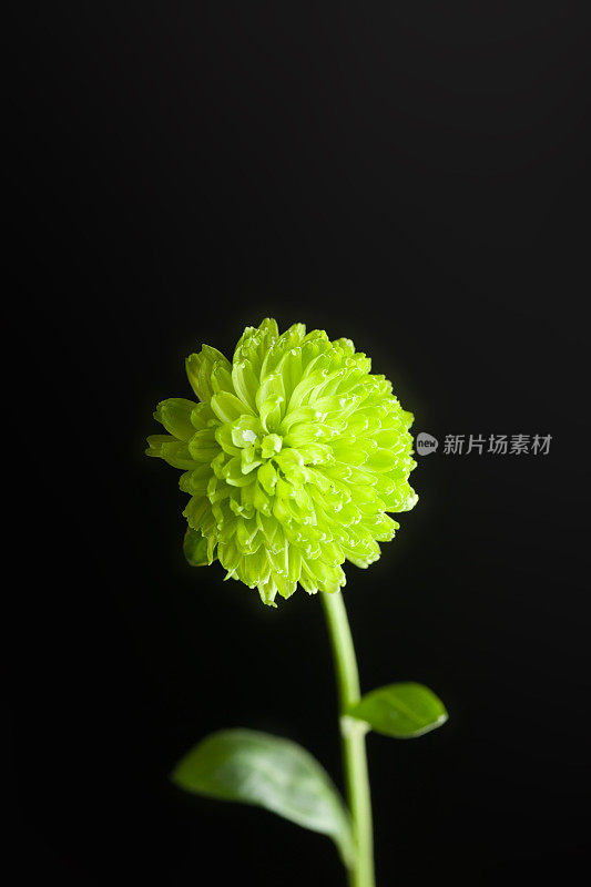 单株绿色菊花，黑色背景