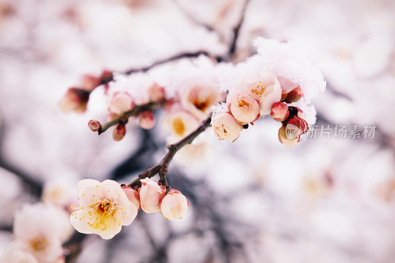 日本梅花在最后的二月雪下发芽